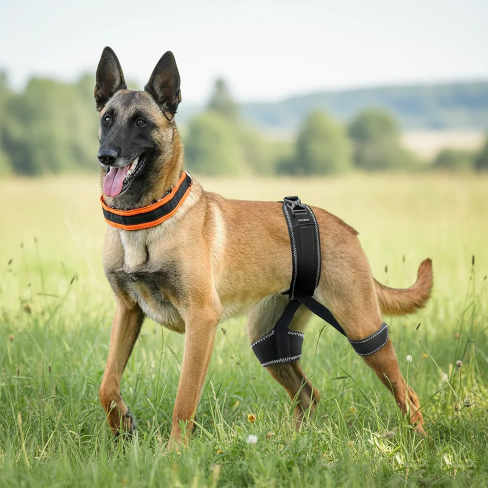 Understanding the Health and Behavior Benefits of Spaying a Dog